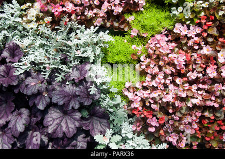 Sydney, Australie, mur végétal avec wax begonia, Dusty Miller et Gold mound plantes Banque D'Images