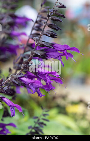 Salvia Amistad. Sage Banque D'Images