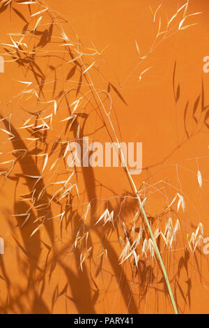 Stipa gigantea 'Gold Fontaene'. L'avoine d'or. L'herbe plumes géant contre un fond de métal rouillé dans la lumière du soleil à un casting shadows flower show. Banque D'Images