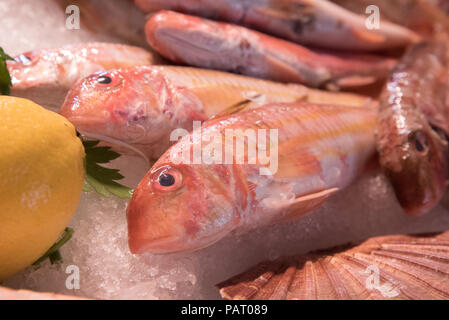 Un affichage de rouget frais sur la glace, de l'océan atlantique, dans un marché de produits frais, Biarritz France. Banque D'Images