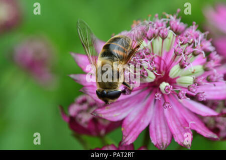 Plan macro sur une abeille pollinisant un astrantia fleur en Banque D'Images