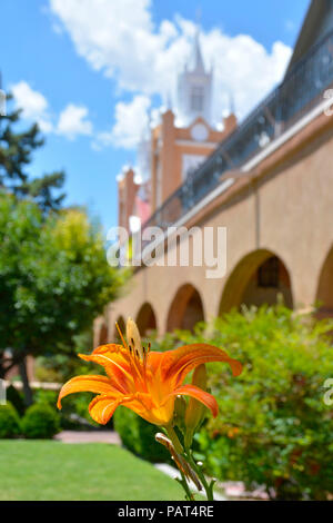 Le dirigeant d'une Tiger Lily Flower en premier plan de l'église San Felipe de Neri dans la vieille ville d'Albuquerque, NM, Banque D'Images