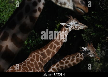 Madrid, Espagne. 24 juillet, 2018. Les Girafes Rothschild représentée dans leur enclos au zoo de Madrid. Credit : Jorge Sanz/Pacific Press/Alamy Live News Banque D'Images