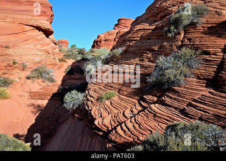 AZ00180-00...ARIZONA - buttes de grès composée de centaines de couches dans la section sud du Coyote Buttes dans le Vermilion Cliffs Mon National Banque D'Images