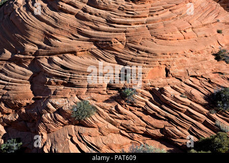 AZ00181-00...Arizona - Le côté d'une butte montrant les couches de grès avec divers s'incline et orientations stratégiques décrites dans le Coyote Buttes, section sud, en th Banque D'Images