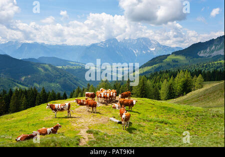 L'Autriche, l'état de Salzbourg, Korcula, Sankt Koloman, vaches Banque D'Images