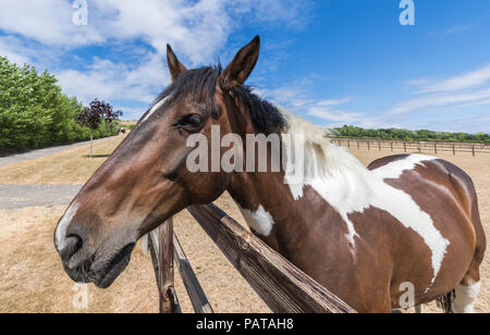 Cheval brun dans un pays à la recherche de terrain sur une clôture sur une journée chaude en été dans le West Sussex, Angleterre, Royaume-Uni. Banque D'Images