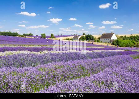 lavande anglais rangs de lavande dans un champ de lavande à Cotswold lavande Snowshill broadway les Cotswolds Gloucestershire Angleterre GB Europe Banque D'Images