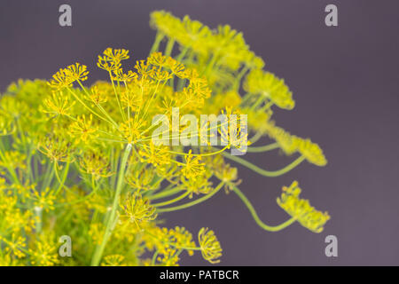 Beaucoup de fleurs d'aneth frais entier jaune sur fond gris Banque D'Images