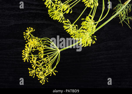 Beaucoup de fleurs d'aneth frais entier sur flatlay jaune en bois noir Banque D'Images