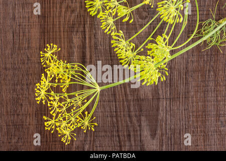 Beaucoup de fleurs d'aneth frais entier sur flatlay jaune brun bois Banque D'Images