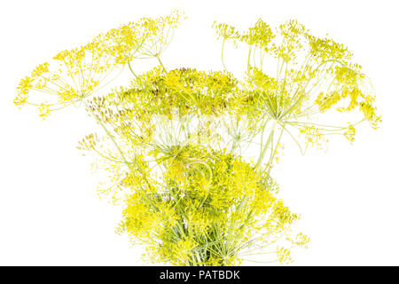 Beaucoup d'entiers et frais à l'aneth jaune fleurs bouquet isolated on white Banque D'Images