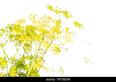 Beaucoup de fleurs d'aneth frais entier bande jaune isolé sur fond blanc Banque D'Images