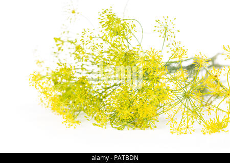 Beaucoup de fleurs d'aneth frais entier tas jaune isolé sur fond blanc Banque D'Images