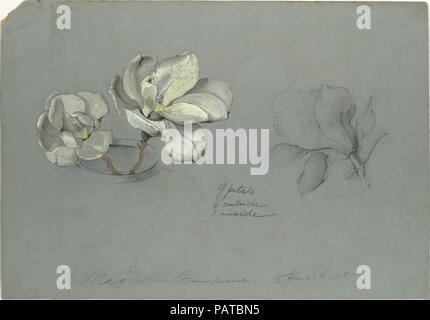 Magnolia Conspicua. Artiste : Tiffany & Co. (1837-présent). Culture : L'Américain. Dimensions : hors tout : 13 1/4 x 9 5/16 in. (23,5 x 33,8 cm) Design : 7 13/16 x 11 in. (19,8 x 27,9 cm). Date : 1891. Musée : Metropolitan Museum of Art, New York, USA. Banque D'Images