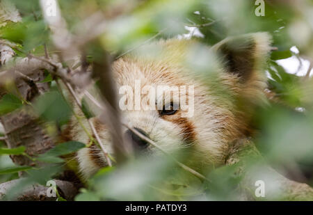 Le panda rouge reposant sur l'arbre. Banque D'Images