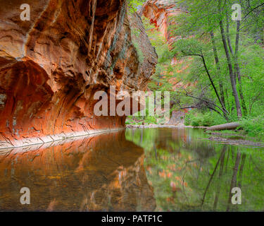 Oak Creek Canyon en grès, Sedona, Arizona, USA Banque D'Images