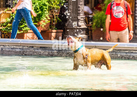 Un chien joue dans la Fontaine Stravinsky, à côté du Centre Pompidou, Paris, France Banque D'Images