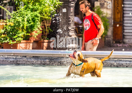 Un chien joue dans la Fontaine Stravinsky, à côté du Centre Pompidou, Paris, France Banque D'Images