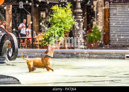 Un chien joue dans la Fontaine Stravinsky, à côté du Centre Pompidou, Paris, France Banque D'Images
