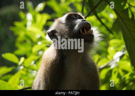 Macaque à longue queue un rival menaçant avec des dents pointues - Macritchie, Sentier Nature, Singapour Banque D'Images