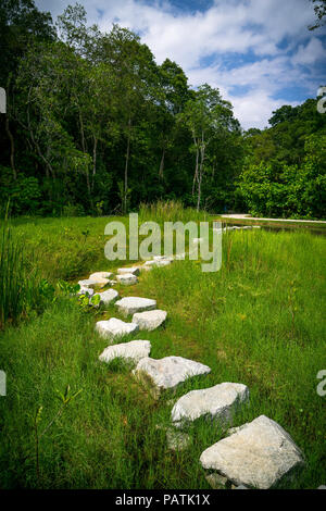 Tremplin chemin menant à travers un marais dans la réserve de Sungei Buloh, l'un des parcs nationaux du Singapour. Banque D'Images