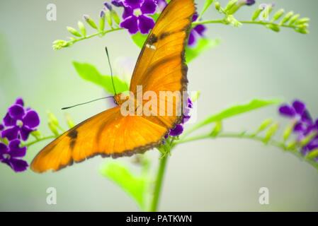 Julia Longwing Butterfly on flower vue supérieure Banque D'Images