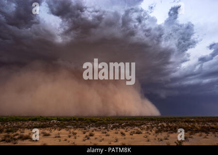 Haboob (tempête de poussière) traverse le désert de l'Arizona pendant la saison estivale de la mousson Banque D'Images