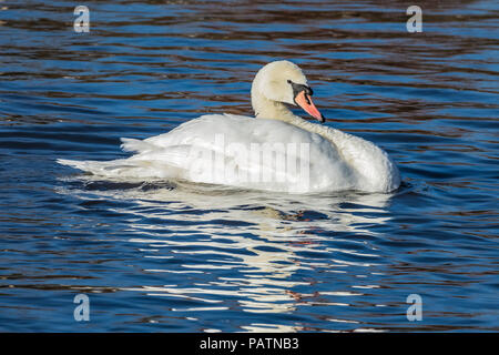 Mute swan (Cygnus olor) s'éclabousser dans un lac pendant le lavage et de lissage avec l'eau du lac bleu bokeh background Banque D'Images