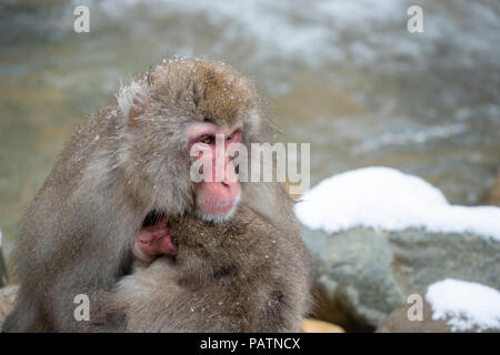 Le Japon, Honshu, Nagano Prefecture, Jigokudani Monkey Park. Macaque japonais aka snow monkey ou Nihonzaru (Macaca fuscata). La mère et le bébé. Banque D'Images