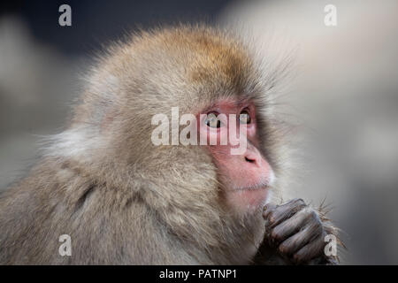 Le Japon, Honshu, Nagano Prefecture, Jigokudani Monkey Park. Macaque japonais aka snow monkey ou Nihonzaru (Macaca fuscata). Banque D'Images