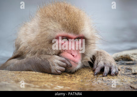 Le Japon, Honshu, Nagano Prefecture, Jigokudani Monkey Park. Macaque japonais aka snow monkey ou Nihonzaru (Macaca fuscata). Banque D'Images