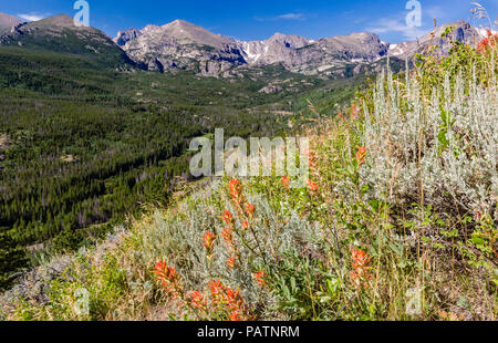 Indian Paintbrush wildflowers line le flanc escarpé sur Bierstadt Moraine, donnant sur la ligne de partage des eaux dans le Parc National des Montagnes Rocheuses, Co Banque D'Images