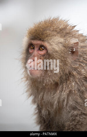 Le Japon, Honshu, Nagano Prefecture, Jigokudani Monkey Park. Macaque japonais aka snow monkey ou Nihonzaru (Macaca fuscata). Banque D'Images