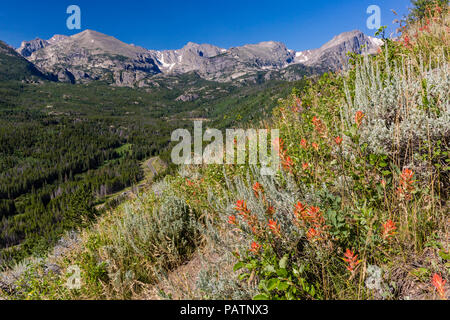 Indian Paintbrush wildflowers line le flanc escarpé sur Bierstadt Moraine, donnant sur la ligne de partage des eaux dans le Parc National des Montagnes Rocheuses, Co Banque D'Images