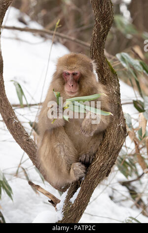 Le Japon, Honshu, Nagano Prefecture, Jigokudani Monkey Park. Macaque japonais aka snow monkey ou Nihonzaru (Macaca fuscata) dans l'arbre. Banque D'Images