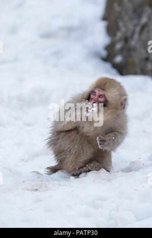 Le Japon, Honshu, Nagano Prefecture, Jigokudani Monkey Park. Macaque japonais aka snow monkey ou Nihonzaru (Macaca fuscata) dans la neige. Banque D'Images