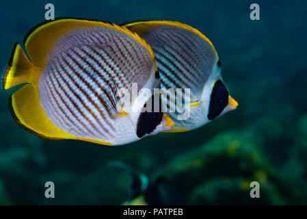 Une paire de papillons panda (Chaetodon adiergastos) sur le site de plongée des jardins de coraux, Bali, Indonésie Banque D'Images