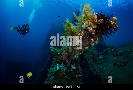 Femme diver sur l'épave du USS Liberty, Tulamben, Bali, Indonésie Banque D'Images