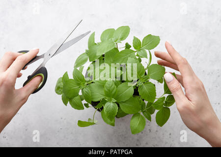 Woman's hands couper les feuilles de basilic vert frais Banque D'Images