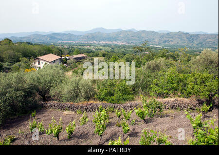 Gobelet vignes cultivés sur les pentes nord de l'Etna en Sicile. Banque D'Images