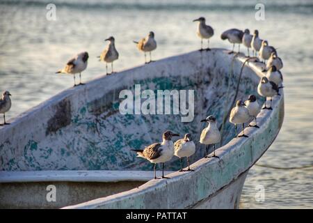 Coucher du soleil dans l'île de Holbox au Mexique. Un groupe ou d'oiseaux dans un bateau en attendant le coucher du soleil sur une journée d'été dans l'île de Holbox y les caraïbes mexicaines. Banque D'Images
