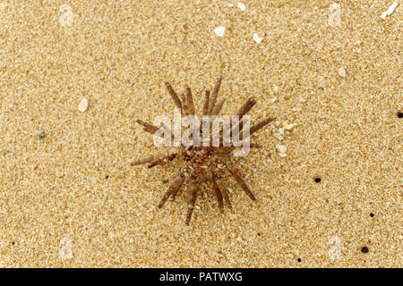 Spécimen Oursin français à sec sur le sable, close-up Banque D'Images