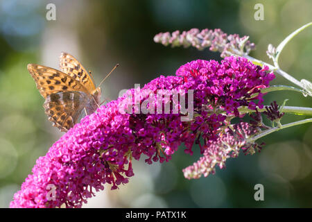 Fritillary Argynnis lavé d'argent, paphia, sur le nectar des fleurs de l'arbre aux papillons, Buddleja davidii 'buzz' Magenta Banque D'Images