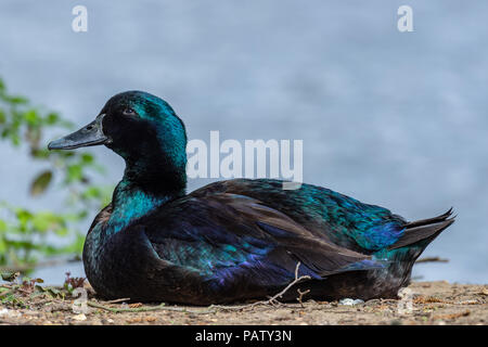 Canard Cayuga dans la nature Banque D'Images