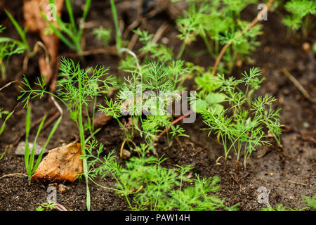 Les jeunes pousses vertes de persil et aneth croître dans le sol dans le jardin Banque D'Images