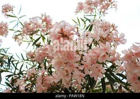 Bush floraison de fleurs roses délicates oleander Banque D'Images