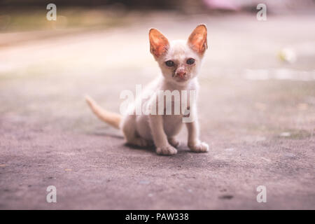 Un petit chaton blanc sale pauvres skinny est assis sur un sol en béton, en attente de l'amour. Banque D'Images