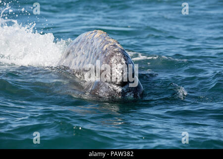 Baleine grise de Californie adultes, Eschritius robustus, émerge dans la lagune de San Ignacio, Baja California Sur, au Mexique. Banque D'Images