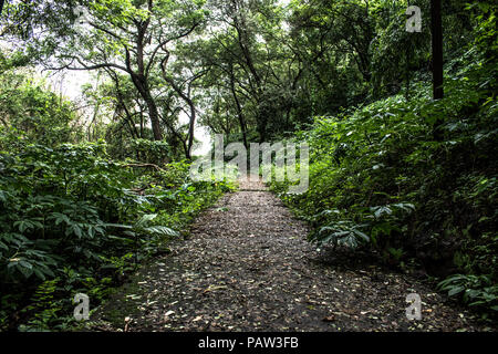 Sentier de randonnée tout-terrain rugueux et route couverte de feuilles sèches morts pour aventureux trekking à travers le livre vert et dense de forêts tropicales humides de l'Inde. Banque D'Images